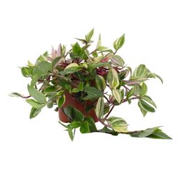 Tradescantia Quadricolor - Pink Pampas 12cm (49957)