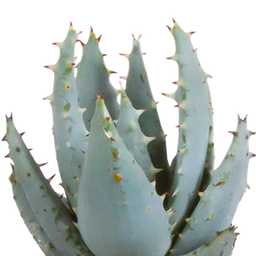 House of cactus Cactus en vetplanten mix 5.5 cm | 15 stuks - in witte pot (8720618070135)