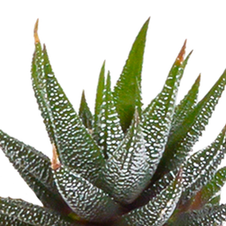 House of cactus Cactus en vetplanten mix 5.5 cm | 15 stuks - in witte pot (8720618070135)
