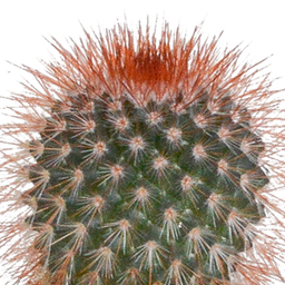 House of cactus Cactus en vetplanten mix 5.5 cm | 15 stuks - in witte pot (8720618070135)