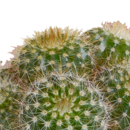 House of cactus Cactus en vetplanten mix 5.5 cm | 15 stuks - in witte pot (8720618070135)