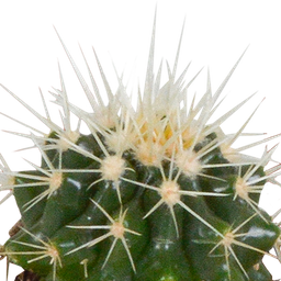 House of cactus Cactus en vetplanten mix 5.5 cm | 15 stuks - in witte pot (8720618070135)
