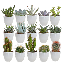 House of cactus Cactus en vetplanten mix 5.5 cm | 15 stuks - in witte pot (8720618070135)