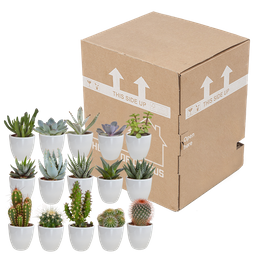 House of cactus Cactus en vetplanten mix 5.5 cm | 15 stuks - in witte pot (8720618070135)