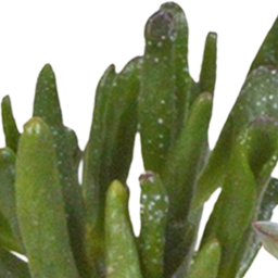 House of cactus Cactus en vetplanten mix 5.5 cm | 15 stuks - in witte pot (8720618070135)