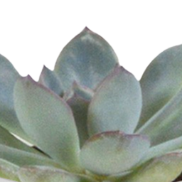 House of cactus Cactus en vetplanten mix 5.5 cm | 15 stuks - in witte pot (8720618070135)