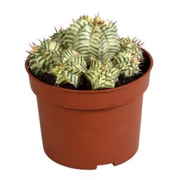 House of cactus Euphorbia meloformis variegata - clay - 10,5cm - 1x (8720618070326)