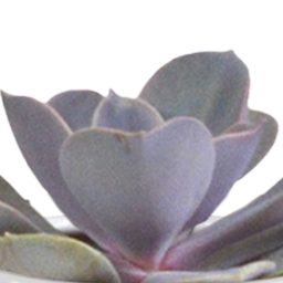 House of cactus Cactus en vetplanten mix 5.5 cm | 15 stuks - in witte pot (8720618070135)
