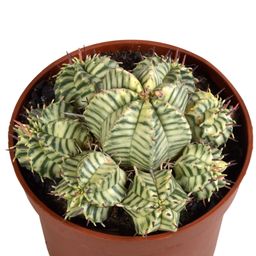 House of cactus Euphorbia meloformis variegata - clay - 10,5cm - 1x (8720618070326)