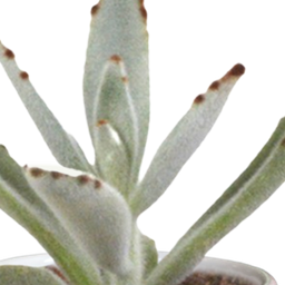 House of cactus Cactus en vetplanten mix 5.5 cm | 15 stuks - in witte pot (8720618070135)