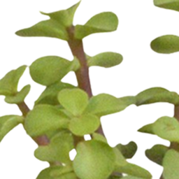 House of cactus Cactus en vetplanten mix 5.5 cm | 15 stuks - in witte pot (8720618070135)