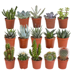 House of cactus Cactus en vetplanten mix 5.5 cm | 15 stuks - zonder pot (8720387961139)