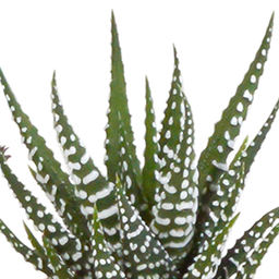 House of cactus Cactus en vetplanten mix 5.5 cm | 15 stuks - in witte pot (8720618070135)