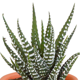 House of cactus Cactus en vetplanten mix 5.5 cm | 15 stuks - zonder pot (8720387961139)