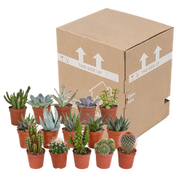 House of cactus Cactus en vetplanten mix 5.5 cm | 15 stuks - zonder pot (8720387961139)