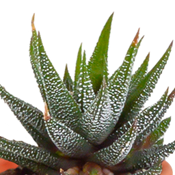 House of cactus Cactus en vetplanten mix 5.5 cm | 15 stuks - zonder pot (8720387961139)