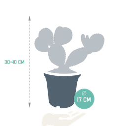 House of cactus Opuntia microdasys - 17cm - zonder pot (8720387961764)