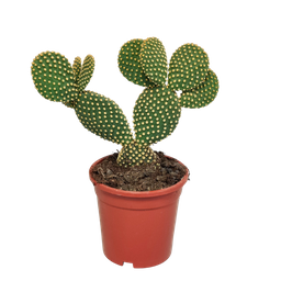 House of cactus Opuntia microdasys - 17cm - zonder pot (8720387961764)