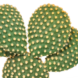 House of cactus Opuntia microdasys - 17cm - zonder pot (8720387961764)