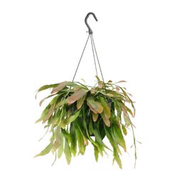 Rhipsalis Red Coral (11857)