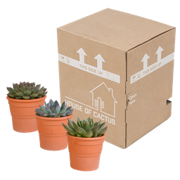 House of cactus Echeveria mix 10.5 cm - 3x - in terracotta pot (8720387961511)