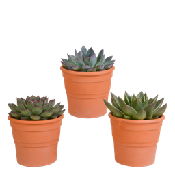 House of cactus Echeveria mix 10.5 cm - 3x - in terracotta pot (8720387961511)