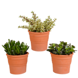 House of cactus Crassula mix 10,5 cm - 3x - in terracotta pot (8720387961474)