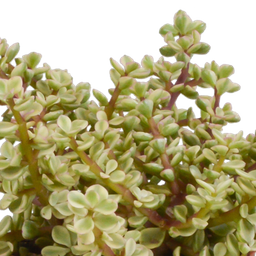 House of cactus Crassula mix 10,5 cm - 3x - in terracotta pot (8720387961474)