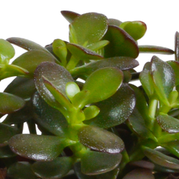 House of cactus Crassula mix 10,5 cm - 3x - in terracotta pot (8720387961474)