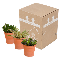 House of cactus Crassula mix 10,5 cm - 3x - in terracotta pot (8720387961474)