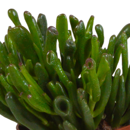 House of cactus Crassula mix 10,5 cm - 3x - in terracotta pot (8720387961474)