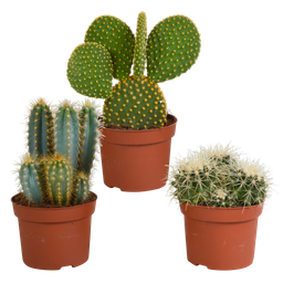 House of cactus Cactus mix 10.5 cm - 3x - 12cm zonder pot (8720387961597)