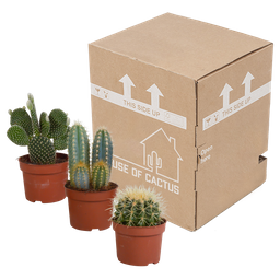House of cactus Cactus mix 10.5 cm - 3x - 12cm zonder pot (8720387961597)