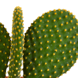 House of cactus Cactus mix 10.5 cm - 3x - 12cm zonder pot (8720387961597)