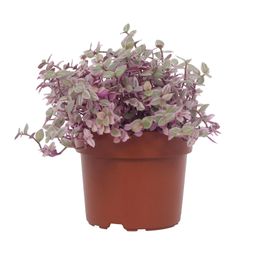 Callisia Repens Rosato 12cm (49935)