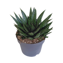 House of cactus Gasteria 'd Due 17cm (8720618070302)