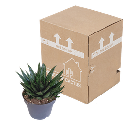 House of cactus Gasteria 'd Due 17cm (8720618070302)