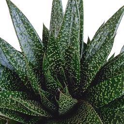 House of cactus Gasteria 'd Due 17cm (8720618070302)