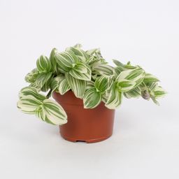 Tradescantia Abliflora Giant - White Beach 12cm (49933)