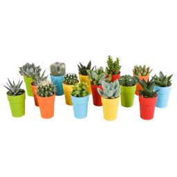 House of cactus Cactus en vetplanten mix 5.5 cm | 15 stuks - in gekleurde plasticpot (8720618070456)
