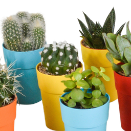 House of cactus Cactus en vetplanten mix 5.5 cm | 15 stuks - in gekleurde plasticpot (8720618070456)
