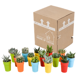 House of cactus Cactus en vetplanten mix 5.5 cm | 15 stuks - in gekleurde plasticpot (8720618070456)