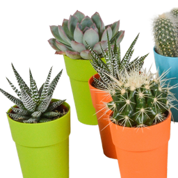 House of cactus Cactus en vetplanten mix 5.5 cm | 15 stuks - in gekleurde plasticpot (8720618070456)