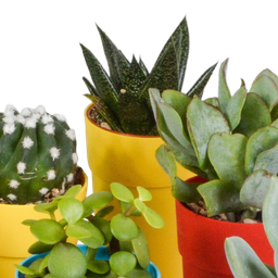 House of cactus Cactus en vetplanten mix 5.5 cm | 15 stuks - in gekleurde plasticpot (8720618070456)