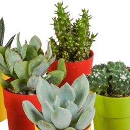 House of cactus Cactus en vetplanten mix 5.5 cm | 15 stuks - in gekleurde plasticpot (8720618070456)