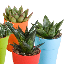 House of cactus Cactus en vetplanten mix 5.5 cm | 15 stuks - in gekleurde plasticpot (8720618070456)