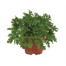 Pelargonium Citrosa 12cm (49939)