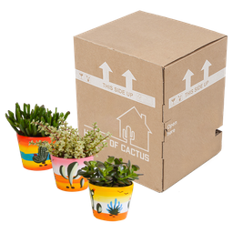 House of cactus Crassula mix 10,5 cm - 3x - in Mexicaanse pot (8720387961481)