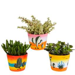 House of cactus Crassula mix 10,5 cm - 3x - in Mexicaanse pot (8720387961481)