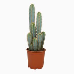 House of cactus Pilosocereus azureus (48806)